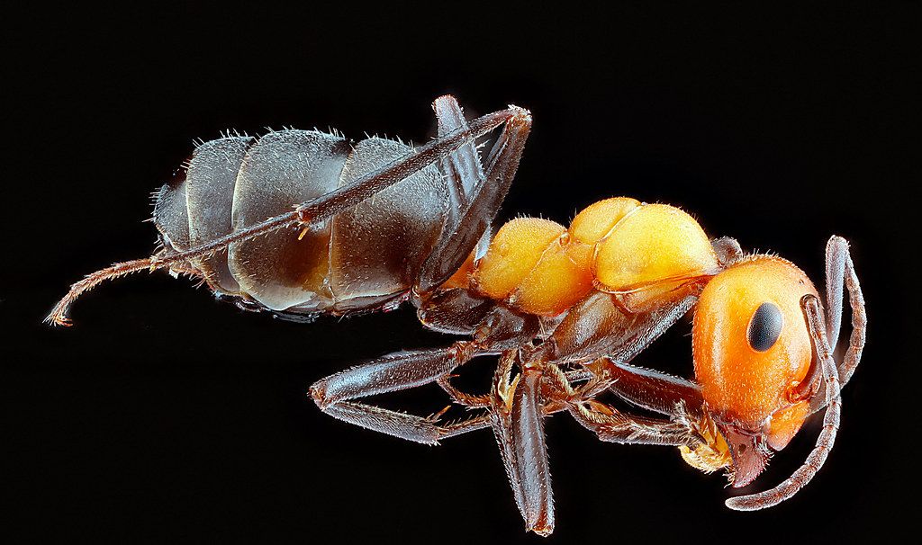 Ant Control service in Morristown, TN