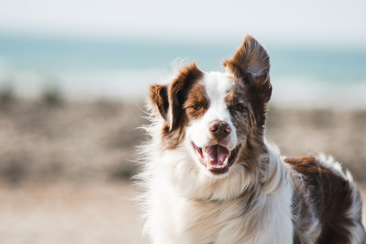 Flea & Tick Control service in Morristown, TN