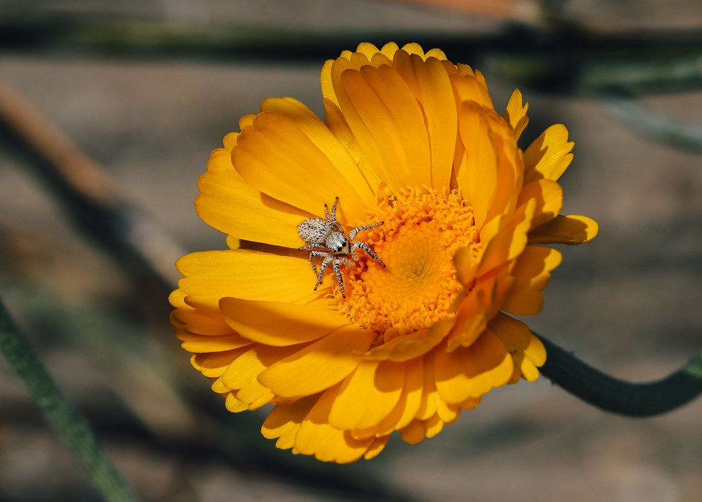 Spider Control service in Morristown, TN